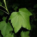 Ribes nigrum Leaf