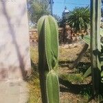 Lophocereus marginatusCasca