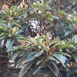 Eriobotrya japonica عادت