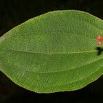 Miconia granatensis Leaf