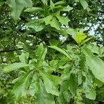 Quercus nigra Plante entière