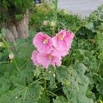 Alcea setosa Flor