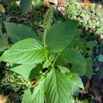 Salvia hispanica Feuille