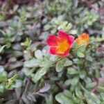 Portulaca umbraticola花