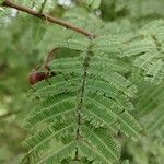 Acacia ataxacantha Hostoa