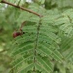 Senegalia ataxacantha Leaf