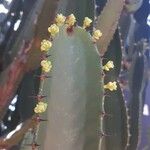 Euphorbia ingens Květ