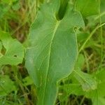 Rumex thyrsiflorus Leaf