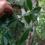 Peperomia san-joseana Leaf