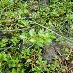 Ludwigia palustris Leaf