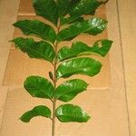 Tapirira bethanniana Leaf