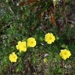 Potentilla hirta Flower