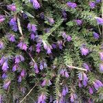 Echium arenarium Flor