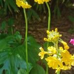 Primula bulleyana ফুল
