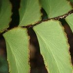 Adiantum latifolium Owoc
