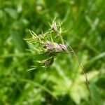 Poa alpina Blomma