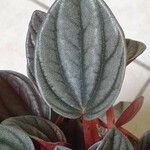 Peperomia albovittata 叶