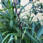 Cordyline stricta葉