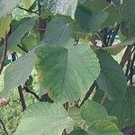 Alchornea davidii Hoja