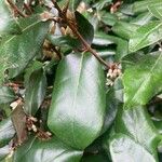 Elaeagnus macrophylla ഇല