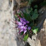 Physoplexis comosa 花
