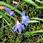 Scilla luciliae Flor