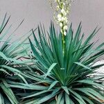 Yucca gloriosaHábito