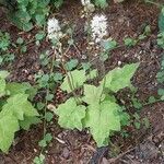 Tiarella cordifolia 其他