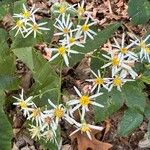 Eurybia schreberi Flower