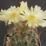 Astrophytum capricorne 整株植物