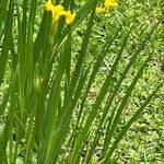 Iris pseudacorus Blodyn