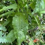 Rumex sanguineus Hoja