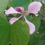 Bauhinia monandraFlower