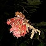 Brownea grandiceps Çiçek