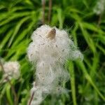 Anemonoides sylvestris Fruit