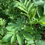 Angelica razulii Leaf