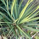 Yucca rostrata叶