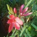 Hesperantha coccinea 花