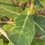 Calotropis gigantea पत्ता