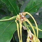 Strophanthus divaricatus Květ