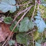 Geum virginianum Leaf