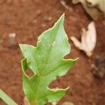 Oxygonum sinuatum Leaf