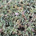 Sesuvium portulacastrum 葉