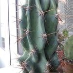 Cereus hildmannianus Escorça