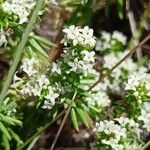 Galium humifusum Bloem