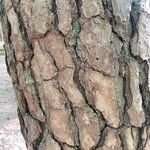 Pinus echinata Corteza