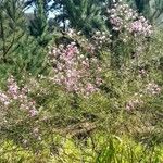 Mimosa bifurca Hábito