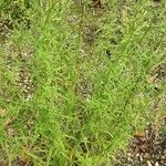 Symphyotrichum ericoides Habit