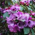 Rhododendron ririei Flower