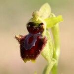 Ophrys virescens Fula